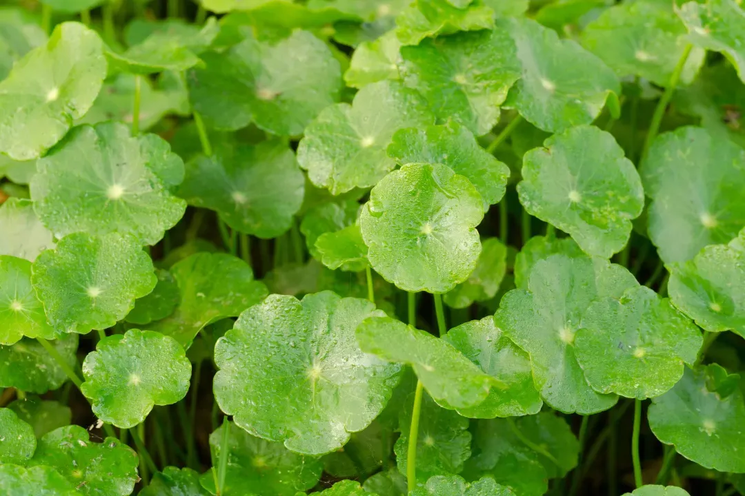 Hydrocotyle Asiatica Extract