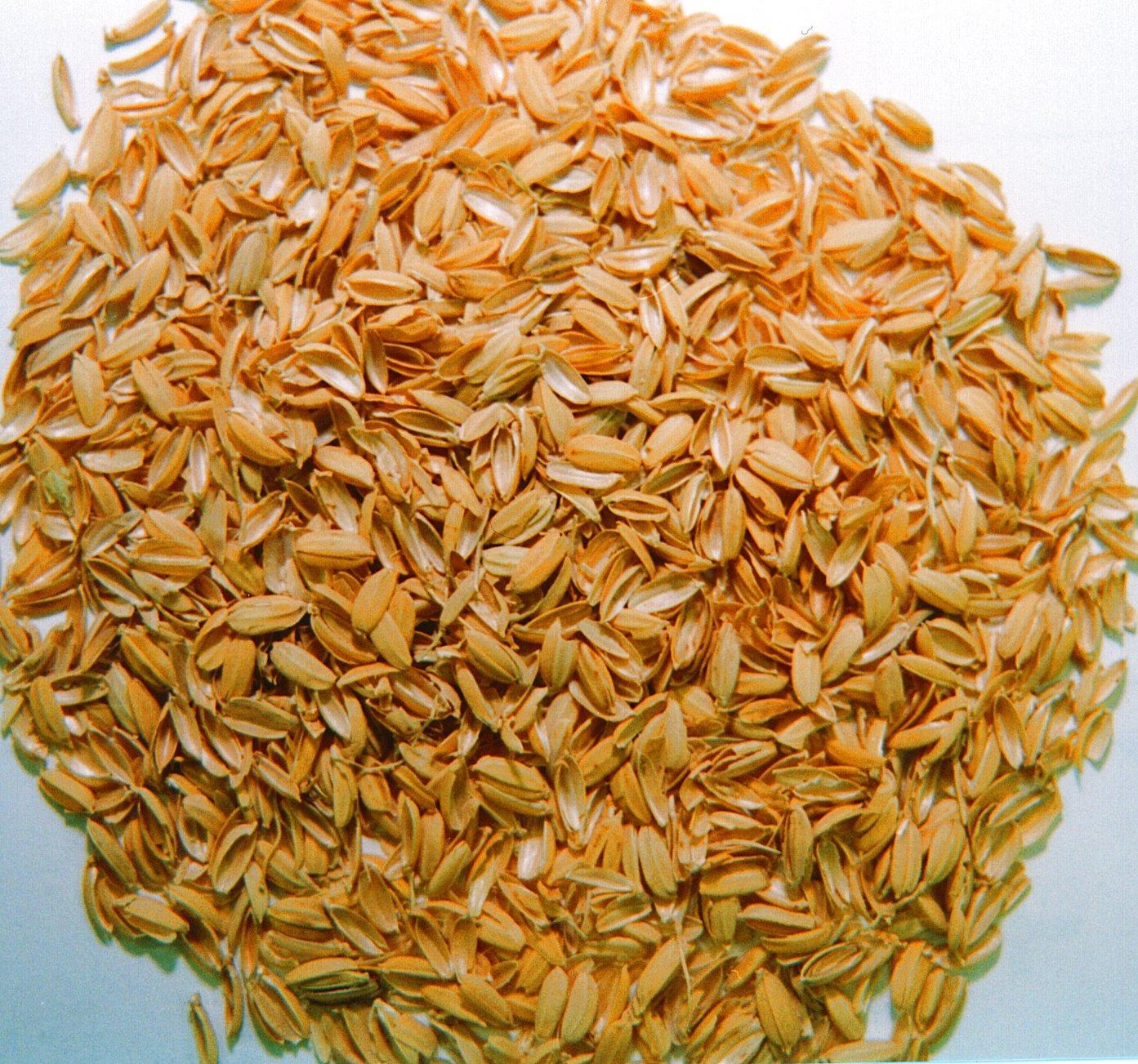 Gamma Oryzanol Powder - Rice Bran Extract