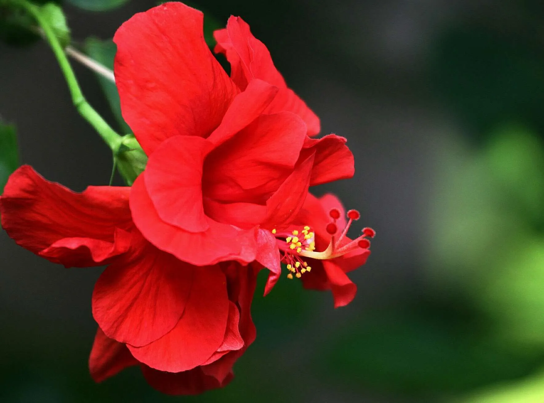 Hibiscus Rosa-sinensis Extract Powder