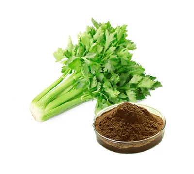 Celery Extract Powder