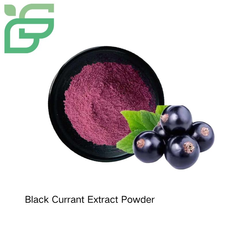 Df Currant Black Currant Extract Powder Manufacturer / Supplier