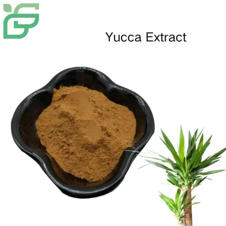 Yucca Extract Yucca Extract Manufacturer