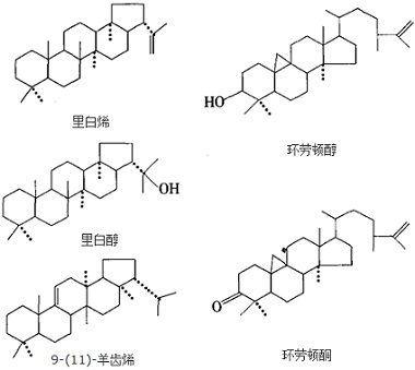 Rhizoma Drynarinae Extract Powder