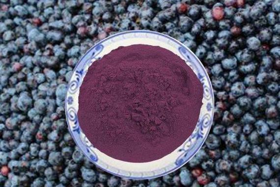 Blueberry Extract Powder/Blueberry Proanthocyanidins