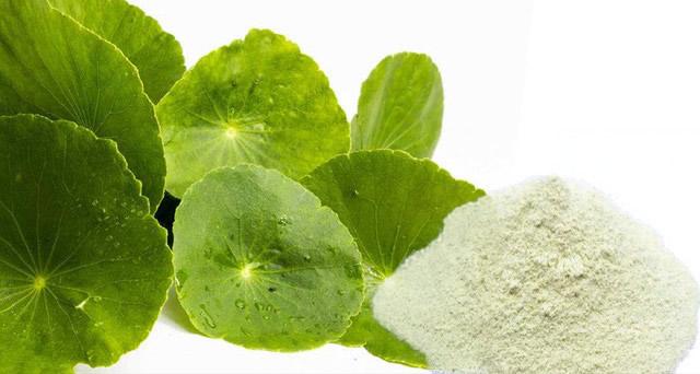 Gotu Kola Extract Powder/Centella Asiatica Extract